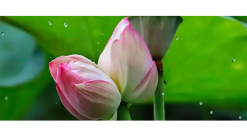 幸运传世解锁生态修复密码 广西大学“双生奇莲”绽放引央媒关注